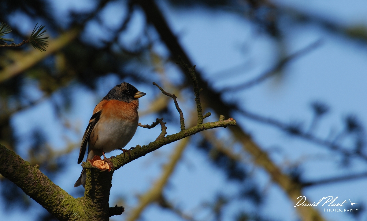 David Plant Photography - Wildlife Photographer - Brambling male - F.JPG - Brambling - Cotswolds